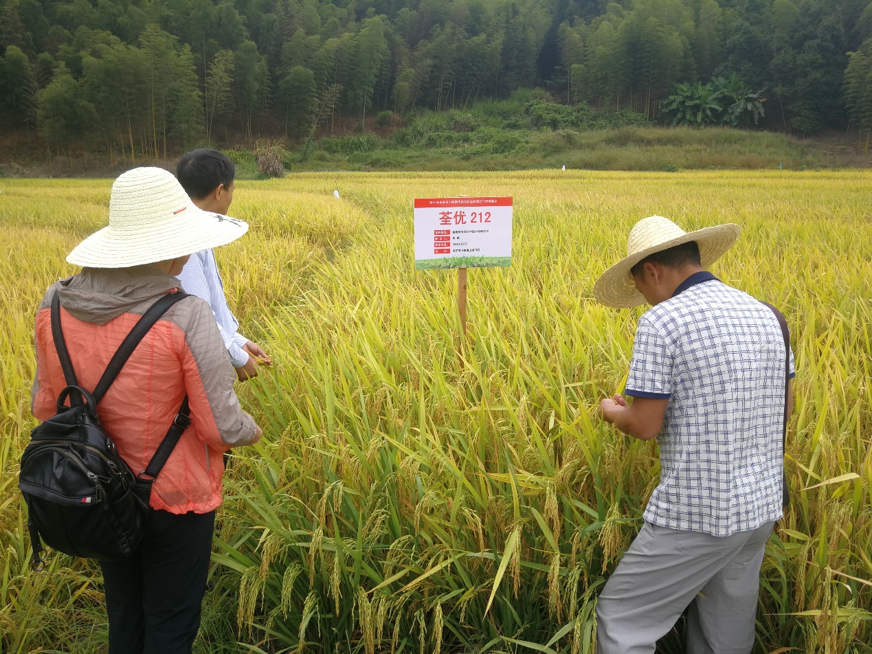 水稻科技服務團隊小陶鎮優質稻片示範喜獲高產